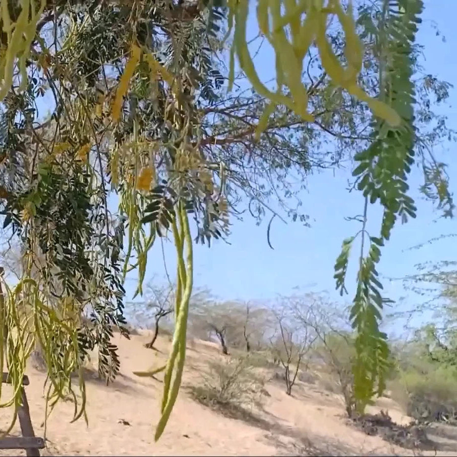 Prosopis Cineraria – Khejri Tree Garden Seeds