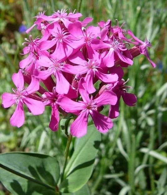 Silene Armeria Colorful Garden Catchfly Flower Seeds