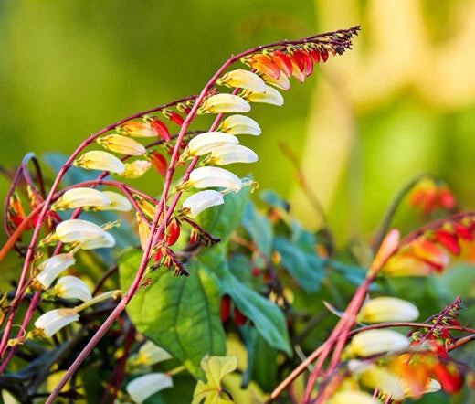 Firecracker Vine Ipomoea Lobata – Climbing Garden Flower Seeds