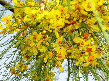 Mexican Palo Verde Parkinsonia Aculeata Flowering Tree Seeds