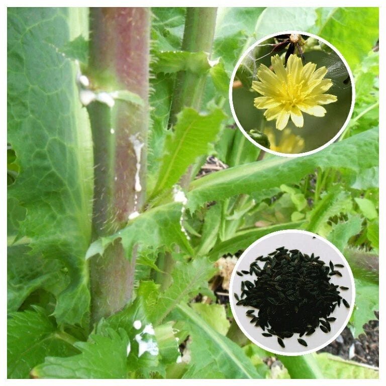 Wild Lettuce Lactuca Virosa Hardy Herb Garden Seeds