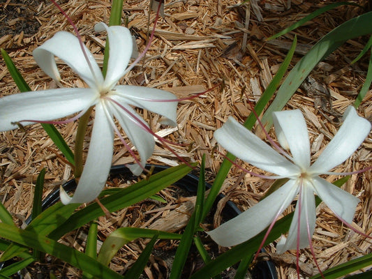 Crinum Lily Oliganthum West Indies Mini Large Blooming-size Bulb -