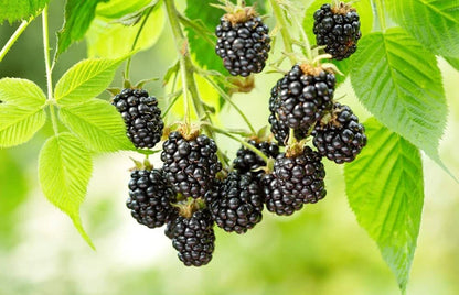 Wild Blackberry Rubus Fruticosus – Fruit Garden Seeds