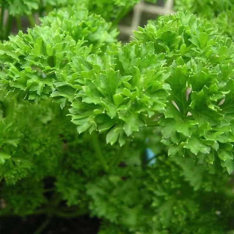 PARSLEY SEEDS MOSS CURLED Petroselinum crispum Herb Garden - Herb Seeds