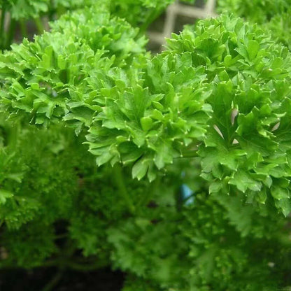 PARSLEY SEEDS MOSS CURLED Petroselinum crispum Herb Garden - Herb Seeds