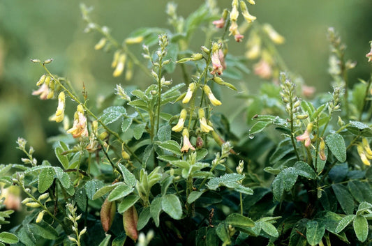Milk Vetch Astragalus Membranaceus Perennial Herb Seeds