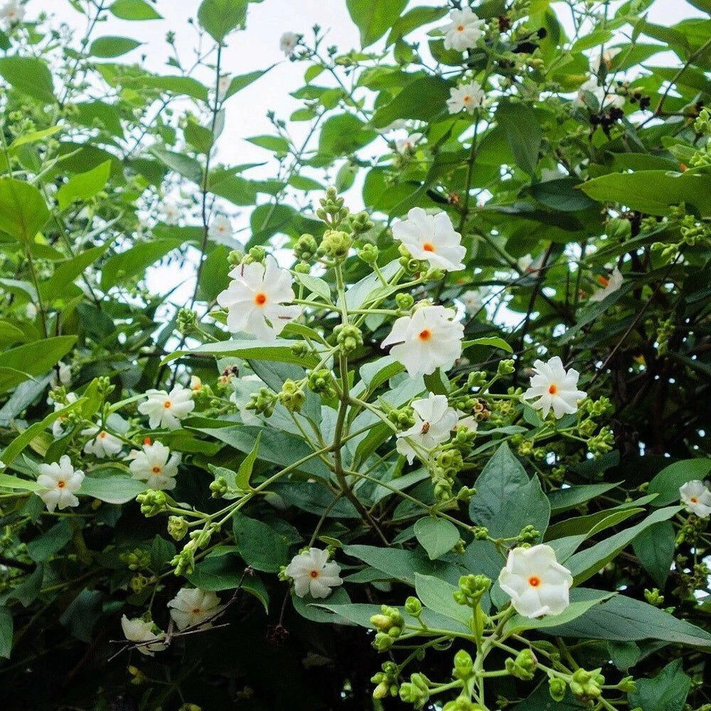 Nyctanthes Arbor Tristis Seeds Fragrant Night Jasmine Shrub Or Small Tree Flower Seeds for Home and Garden
