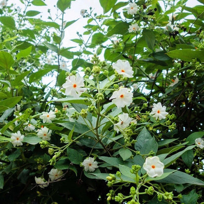 Nyctanthes Arbor Tristis Seeds Fragrant Night Jasmine Shrub Or Small Tree Flower Seeds for Home and Garden