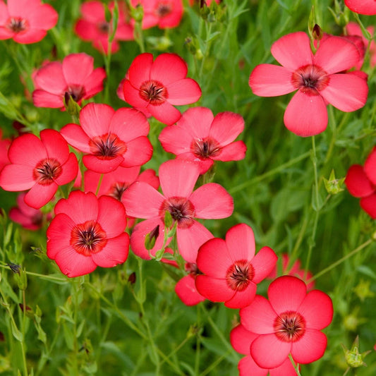 Scarlet Flax Hardy Wildflower Garden Seeds