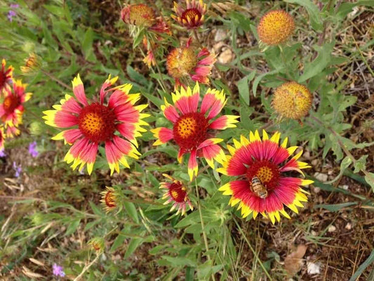 Blanket Flower Gaillardia Hardy Garden Flower Seeds