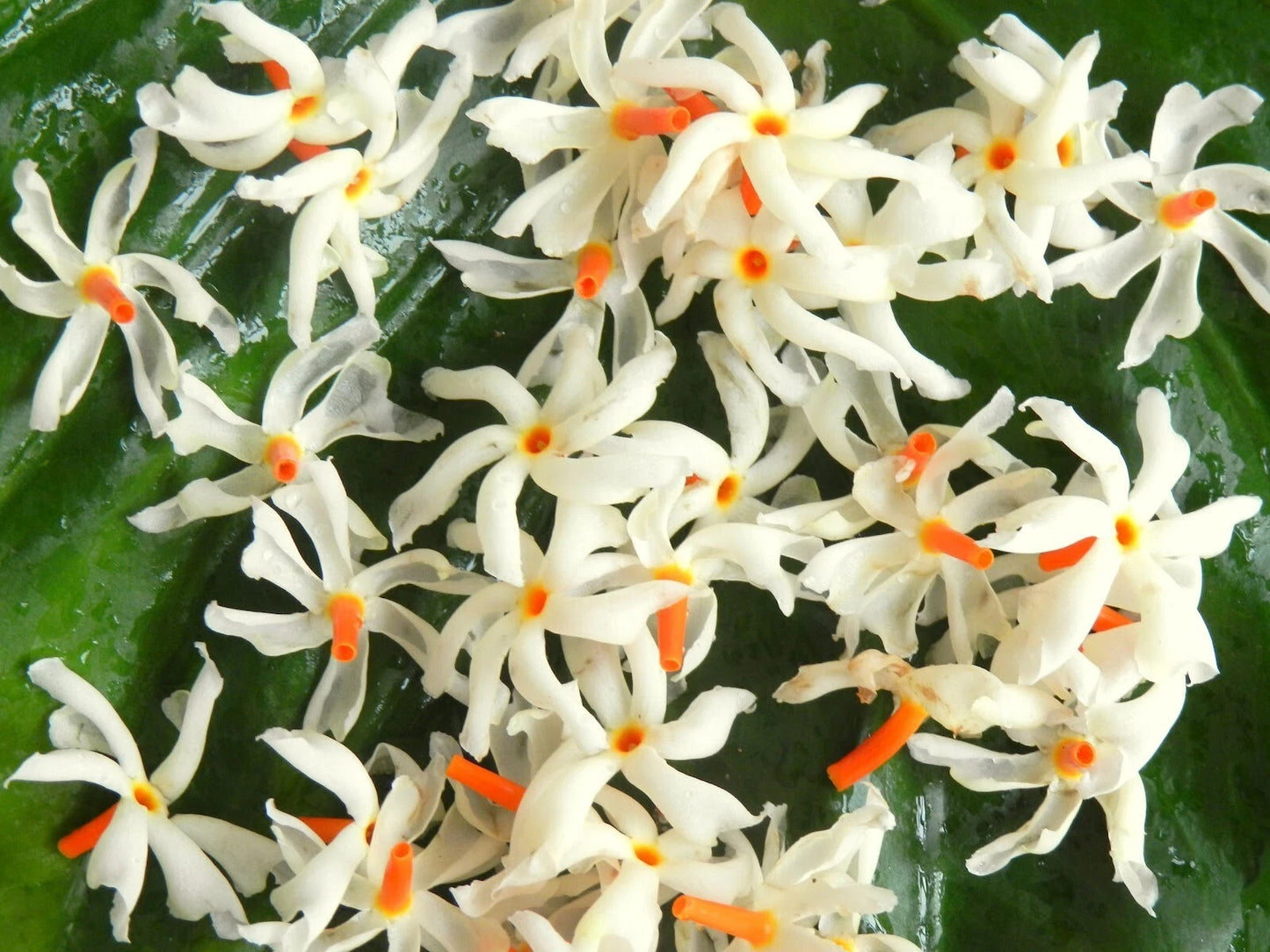 Nyctanthes Arbor Tristis Seeds Fragrant Night Jasmine Shrub Or Small Tree – Fragrant, Hardy Flower Seeds