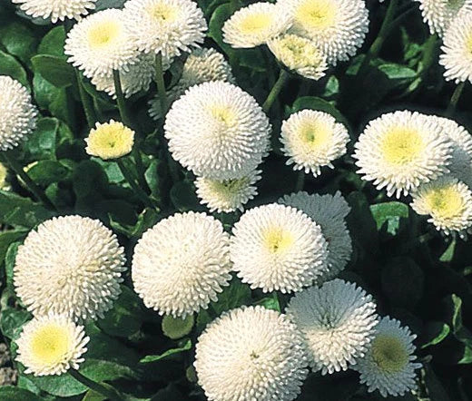 English Daisy White Bellis Perennis – Perennial Garden Flower Seeds