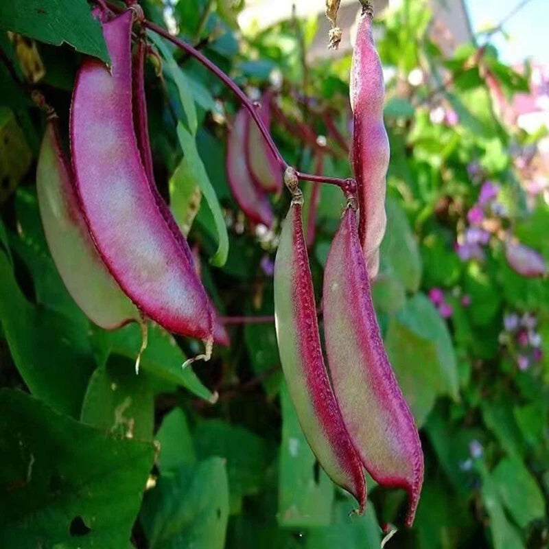 Lablab Purpureus Hyacinth Bean – Nitrogen Fixing Vegetable Seeds