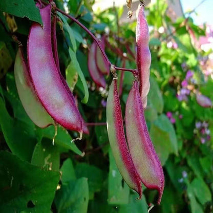 Lablab Purpureus Hyacinth Bean – Nitrogen Fixing Vegetable Seeds