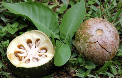 Aegle Marmelos Indian Bael Fruit Tree Seeds
