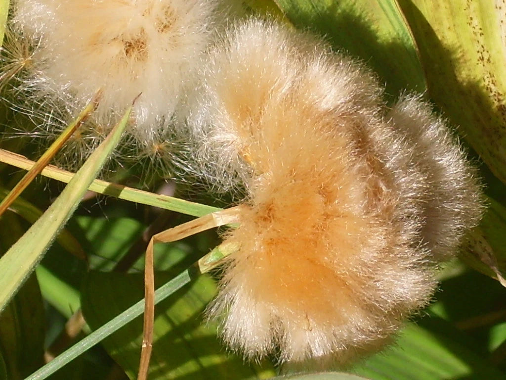 Tawny Cotton Grass Eriophorum Virginicum – Ornamental Grass Seeds