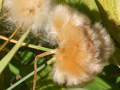 Tawny Cotton Grass Eriophorum Virginicum – Ornamental Grass Seeds