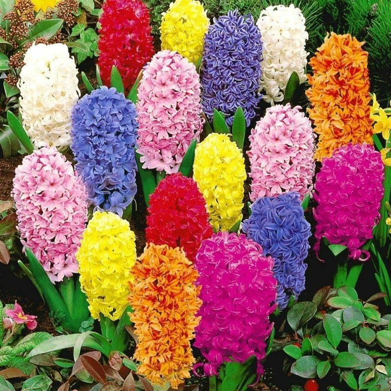 Knight’s Spur Hyacinth Mix – Garden Flower Seeds