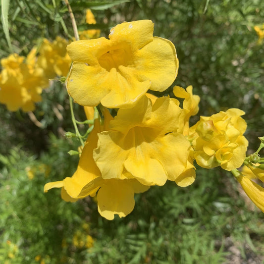 Tecoma Stans Arizona Yellow Bells Esperanza Garden Flower Seeds