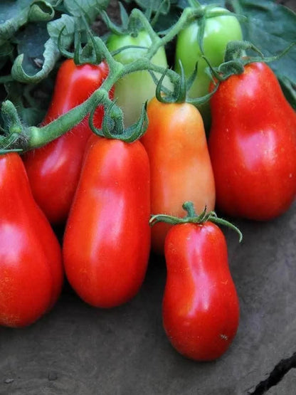 Pico de Gallo Garden Seed Kit – Vegetable Planting Seeds