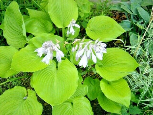 Sum and Substance Hosta Ornamental Perennial Garden Seeds