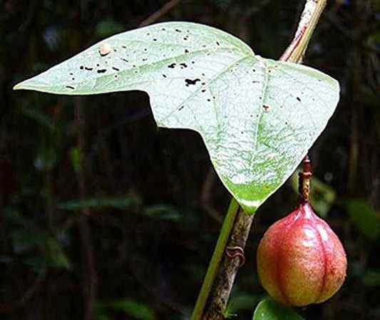 Red Passiflora Rubra – Climbing Flower Seeds