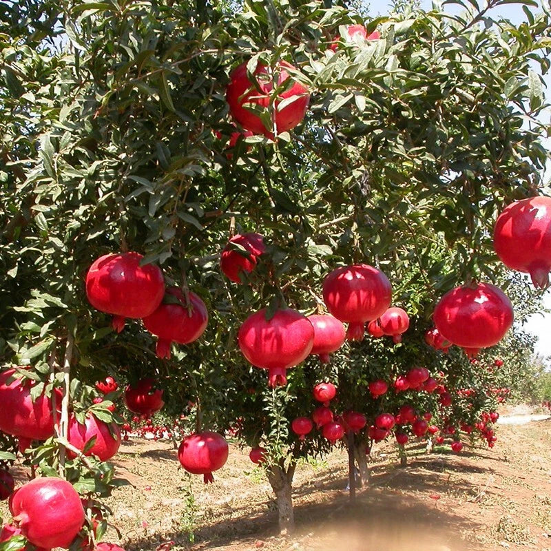 Pomegranate Punica Granatum – Edible Fruit Tree Seeds