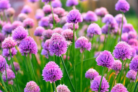 Wild Chives Seeds for Planting Non-GMO Heirloom