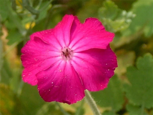 Rose Campion Lychnis Coronaria Rose Pink Garden Flower Seeds