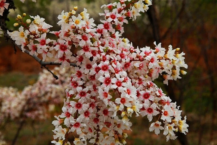Xanthoceras Sorbifolium Hardy Yellowhorn Shrub Seeds