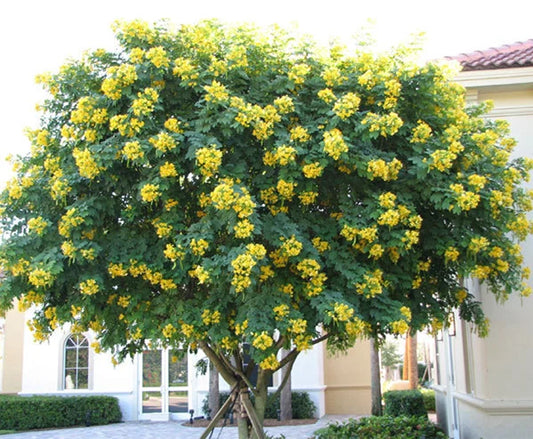Scrambled Egg Cassia Glauca Flowering Shrub Tree Seeds