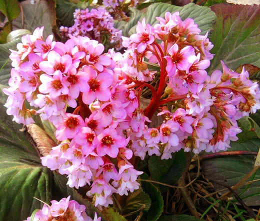 Bergenia Heartleaf Pigsqueak Bergenia Cordifolia – Hardy Garden Flower Seeds