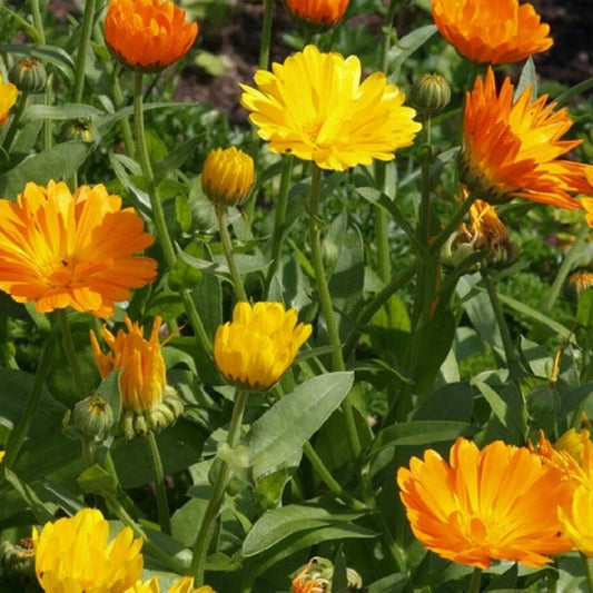 Calendula Officinalis – Pot Marigold Annual Flower Seeds