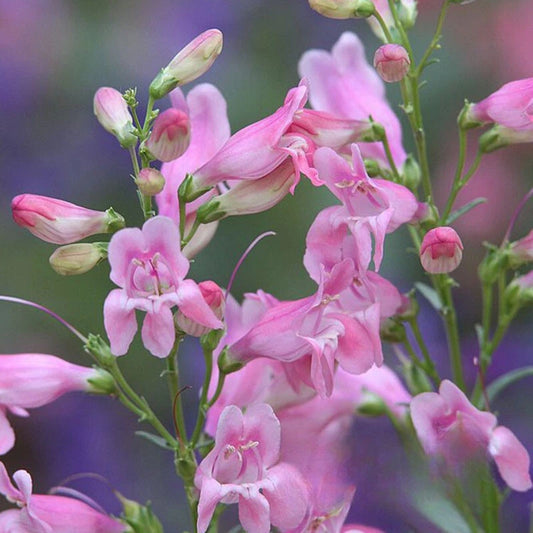 Penstemon Hartwegii – Colorful Garden Flower Seeds