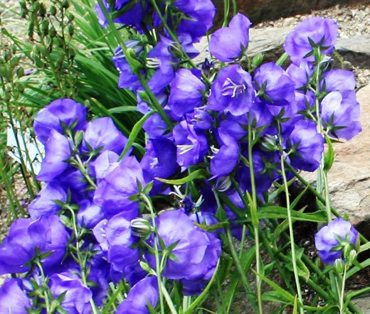 Bellflower Willow Peach Leaved Blue Campanula Persicifolia – Perennial Flower Seeds