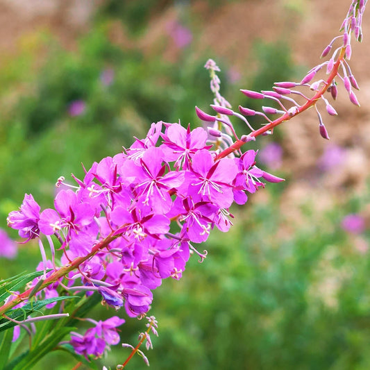 Fireweed Chamerion Angustifolium – Hardy Wildflower Seeds