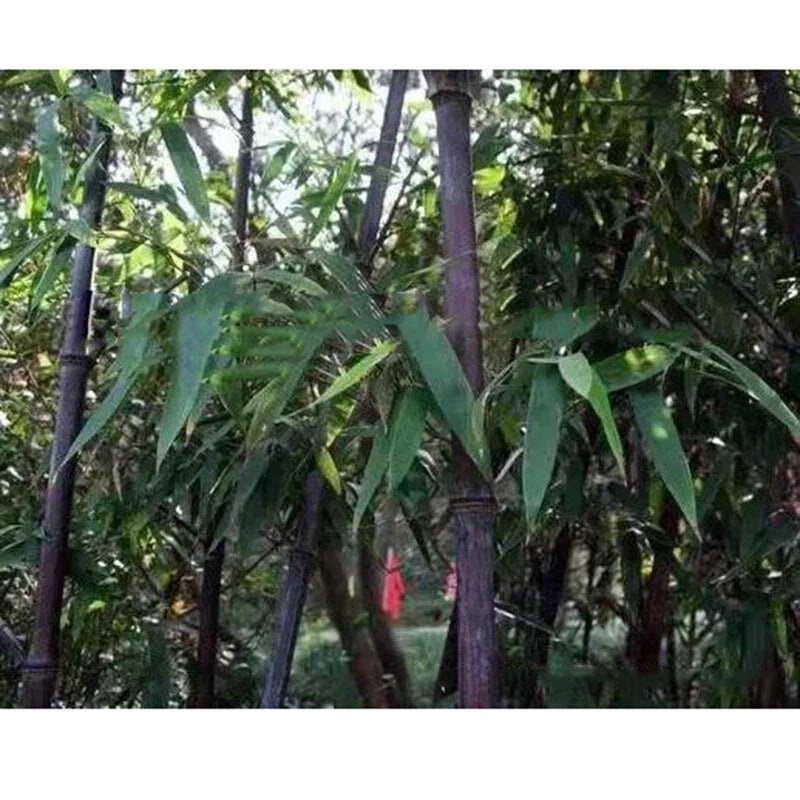 Purple Bamboo Seeds – Hardy Flower Seeds