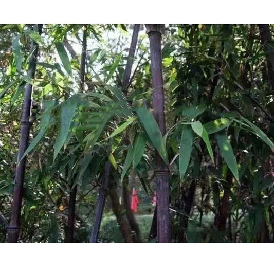 Purple Bamboo Seeds – Hardy Flower Seeds