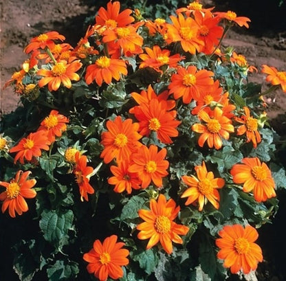 Mexican Sunflower Tithonia Rotundifolia Colorful Herb Flower Seeds