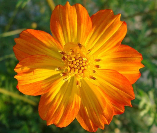 Cosmos Sulphur Orange Cosmos Sulphureus – Colorful Garden Flower Seeds