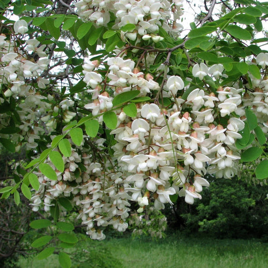 Robinia Pseudoacacia – Fragrant Cold Hardy Black Locust Tree Seeds