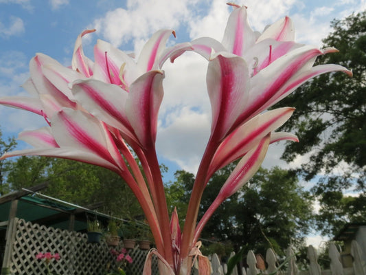 Crinum Lily Herbertii Schreck Jumbo Blooming-size Bulb New - Flower