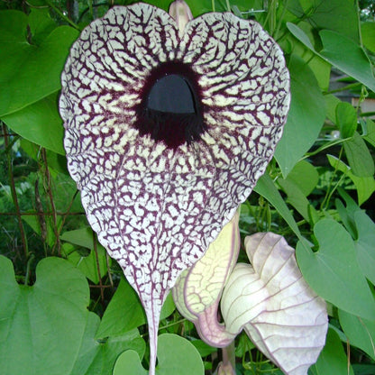 Aristolochia – Hardy Climbing Flower Vine Seeds