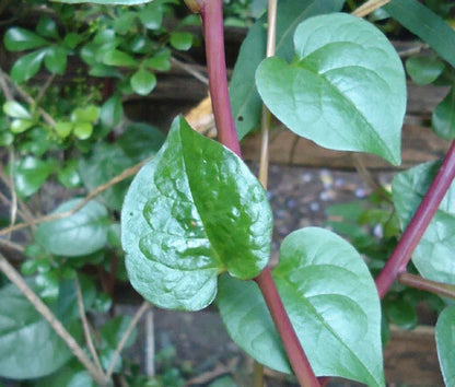 Malabar Spinach Red Stem Basella Rubra – Edible Vine Vegetable Seeds