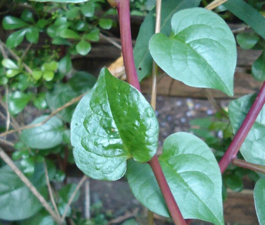 Malabar Spinach Red Stem Basella Rubra – Edible Vine Vegetable Seeds