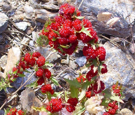Strawberry Spinach Chenopodium Foliosum Hardy Vegetable Seeds