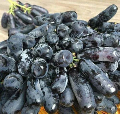 Finger Grape Seeds Vitis Vinifera Fruit Seed Heirloom - Fruit Seeds