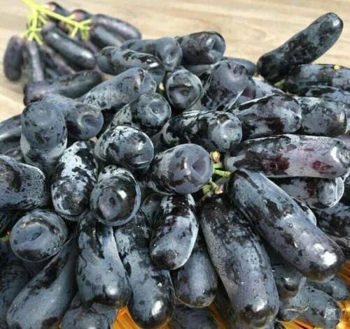 Finger Grape Seeds Vitis Vinifera Fruit Seed Heirloom - Fruit Seeds