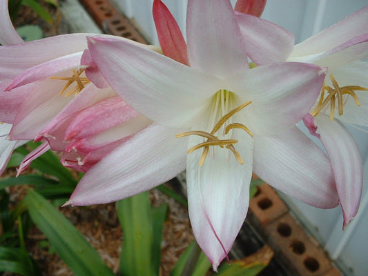 Crinum Lily Mrs James Hendry Small-Size Bulb Rare - Flower Seeds