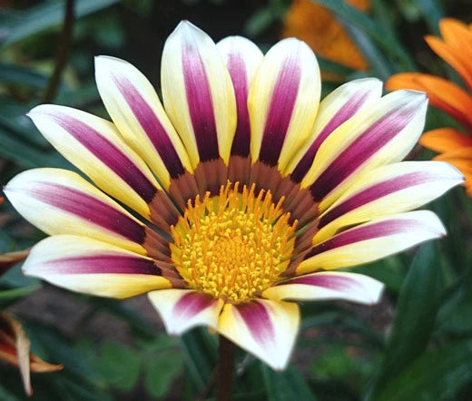 Gazania Garden Leader Rose Striped Gazania Rigens – Colorful Garden Flower Seeds